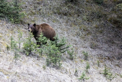Grizzly after Black Bear 2025